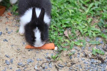 Naklejka premium One black and white rabbit are eating carrot on the grass.