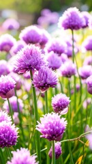 Obraz premium Vibrant cluster of purple chives, showcasing delicate blossoms in a sunny garden setting.