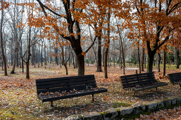 枯れ葉がのった初冬の公園のベンチ
