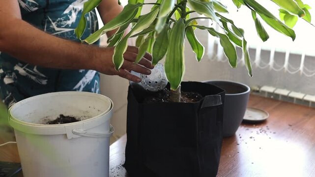 repotting dracaena houseplant in interior home environment. Showing hands working with soil and pot during plant care process. Concept of gardening interior design education ecology floristry