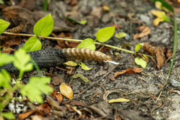 The rattle on the end of the tail of a Timber Rattlesnake as it disappears into the weeds