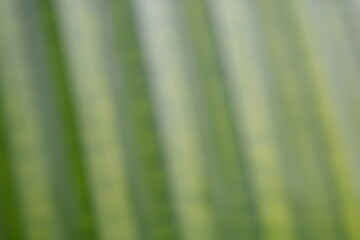 Macro close-up of blurry fresh green leaf texture with natural lines and patterns, perfect for backgrounds, nature, and eco concepts
