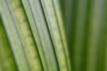 Macro close-up of blurry fresh green leaf texture with natural lines and patterns, perfect for backgrounds, nature, and eco concepts