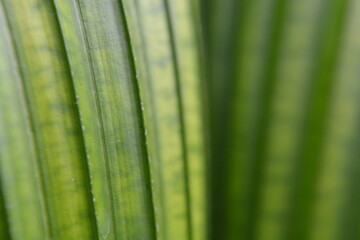 Macro close-up of blurry fresh green leaf texture with natural lines and patterns, perfect for backgrounds, nature, and eco concepts