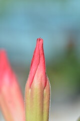 A close-up of a pink and green flower bud, with a fuzzy texture, poised on a stem against a soft, out-of-focus background