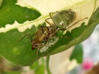 A big green ant and ant eggs on a multicolor leaf