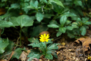 Close-up of small yellow flowers. Sphagneticola trilobata, commonly known as the Bay Biscayne creeping-oxeye, Singapore daisy, trailing daisy, and wedelia, tribe of the family Aster