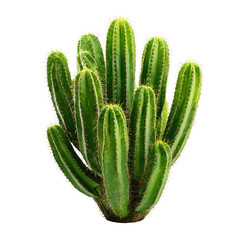 A vibrant green cactus plant with numerous tall, slender stems and sharp spines, isolated on a transparent background. background removed