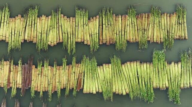 Natore, Bangladesh - 23 August 2025: Aerial view of bright green jute plants bundled and floating on the water, creating a striking contrast against the dark water.