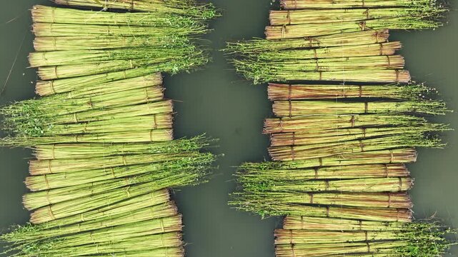 Natore, Bangladesh - 23 August 2025: Aerial view of bundles of harvested jute stalks floating on water, creating a textured pattern of green and brown hues.