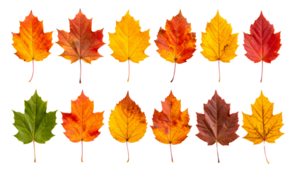 Ten colorful autumn leaves showing changing seasons on transparent background
