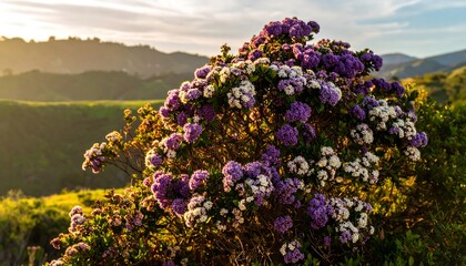 Obraz premium A vibrant display of purple and white flowers in a lush hillside setting bathed in golden sunlight.