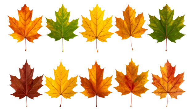 Ten colorful autumn leaves showing changing seasons on transparent background