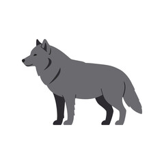 Gray wolf standing profile wild animal illustration canine vector art nature wildlife graphic