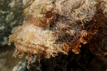Egypt, Hurghada, Makadi Bay, Scorpionfish (Scorpaenidae, sp.)