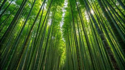 Fototapeta premium Lush green bamboo forest canopy with sunlight filtering through nature plant
