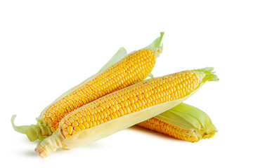 Ripe shiny corn cobs isolated on white background.