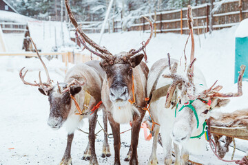 Three reindeer harnessed with a sleigh in a snowy ethnic village.