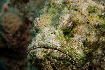 Egypt, Hurghada, Makadi Bay, Scorpionfish (Scorpaenidae, sp.)