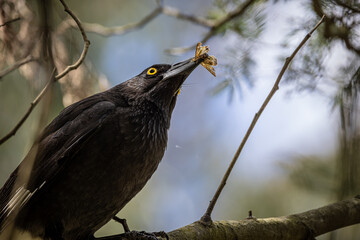 Pied Currawong