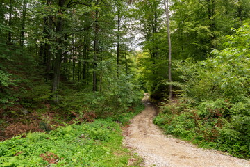 Forest road in hilly area