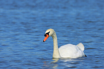 Mute swan on the lake, pure natural beauty