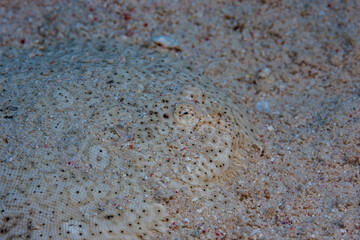 Egypt, Hurghada, Makadi Bay, Moses sole (Pardachirus marmoratus)