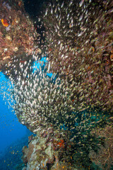 Egypt, Hurghada, Makadi Bay, Glassfish, Sweepers  (Parapriacanthus ransonneti)