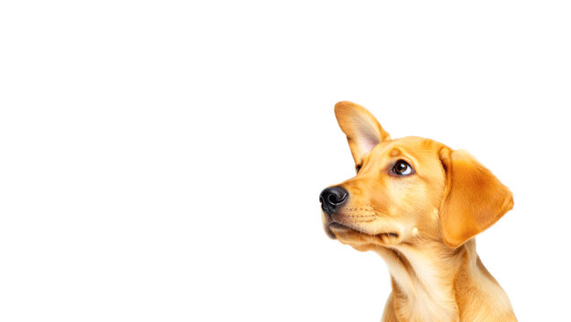 Dog with a brown face and brown ears