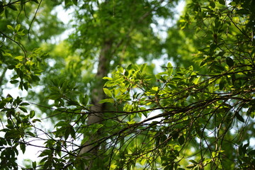 green leaves and sun