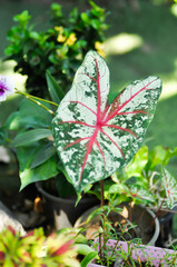 Caladium, Caladium Bicolor Vent or Caladium bicolor
