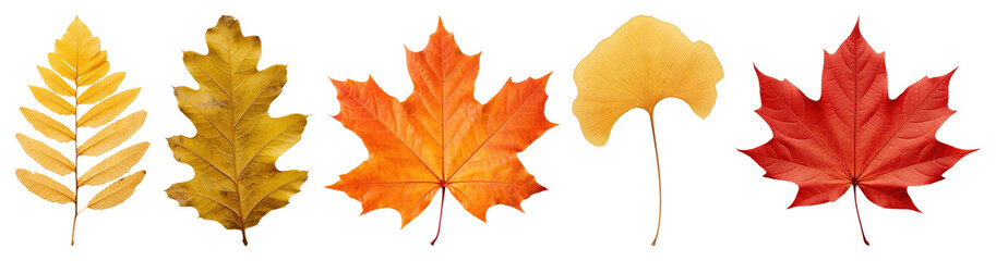 Obraz premium PNG Colorful autumn leaves collection, element set on transparent background