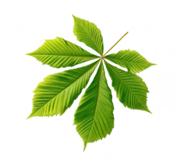 green chestnut leaf, jpeg, png, transparent