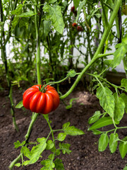 Close-Up of Unique Red Tomato on the Vine