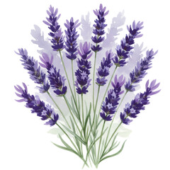 Naklejka premium Transparent Watercolor Illustration Of Lavender Flowers Bouquet With Purple Tones