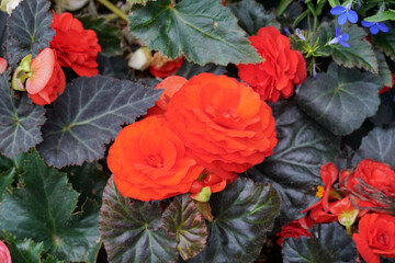 Tuberous Begonias (Begonia tuberhybrida) plant in bud, full bloom and close up. Vibrant coral...