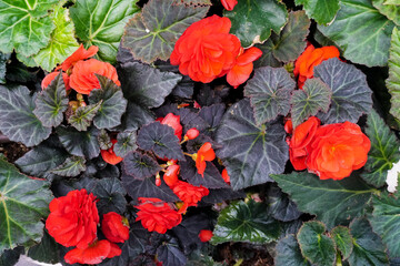 Tuberous Begonias (Begonia tuberhybrida) plant in bud, full bloom and close up. Vibrant coral begonia flowers and green leaves. Spring scenes of red begonia blooming flowers in the garden.