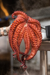 Cooked octopus tentacles prepared for seafood dish © Moshe