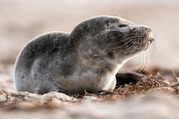 Obraz premium Seal on the beach on the Baltic Sea
