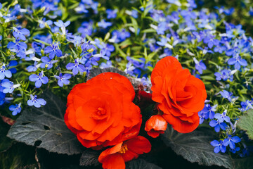 Tuberous Begonias (Begonia tuberhybrida) plant in bud, full bloom and close up. Vibrant coral begonia flowers and green leaves. Spring scenes of red begonia blooming flowers in the garden.