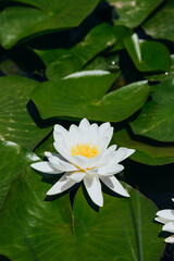 White water lily blooms gracefully on green lily pads in a tranquil pond