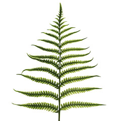 A detailed close up of a green fern leaf against a black background showing intricate leaf structure and texture