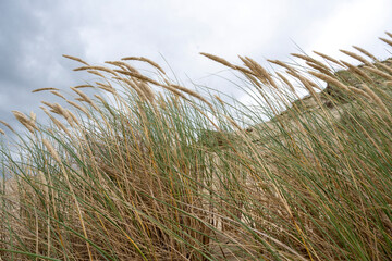Sand dunes dead dunes stormy sky grass wind protected nature landscape
