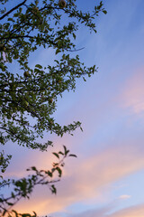 Apple Tree and Pink Sky in August Malus Domestica, Late Summer Evening