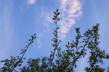 Apple Tree and Pink Sky in August Malus Domestica, Late Summer Evening
