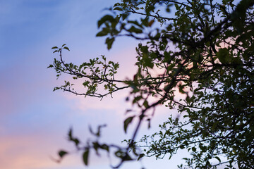 Apple Tree and Pink Sky in August Malus Domestica, Late Summer Evening