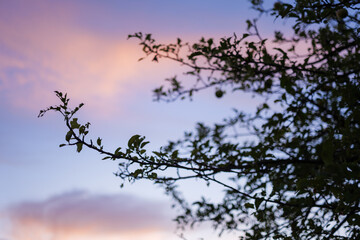 Apple Tree and Pink Sky in August Malus Domestica, Late Summer Evening