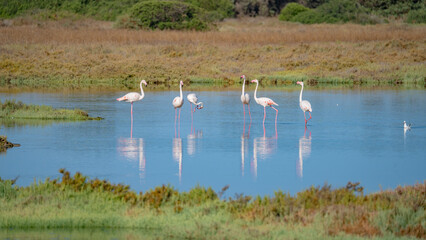 Wild flamingos resting and feeding in a peaceful lagoon with natural reflections