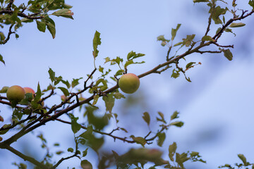 Apple Tree and Pink Sky in August Malus Domestica, Late Summer Evening