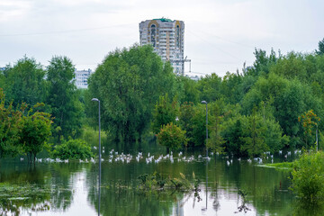 Fototapeta premium flock of seagulls in flooded city park after heavy rain